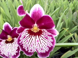 Two Pansy Militonia Orchids